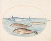 Plate 12; A Swordfish and Three Other Fish (1575-1590)