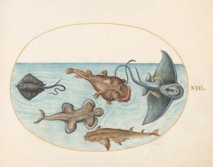 Plate 13; Two Stingrays, an Anglerfish, a Monkfish and an Angel Shark (1575-1590)