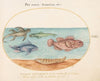Plate 14; A ‘Sea Ape,’ Two Scorpion Fish, and Two Other Fish (1575-1590)