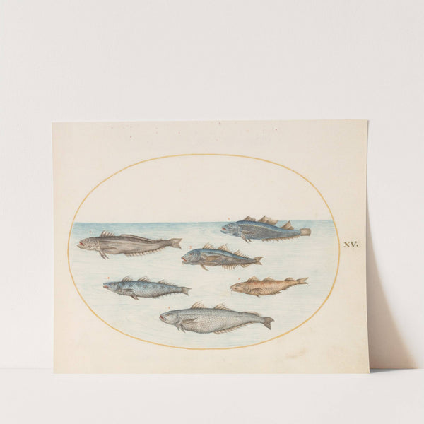 Plate 15; Six ‘Asellorum’ Fish (Cod) (1575-1590) by Joris Hoefnagel