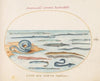 Plate 16; Eels, Pipefish, and Needlefish (1575-1590)