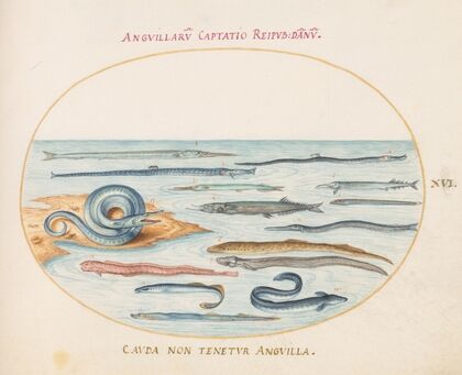 Plate 16; Eels, Pipefish, and Needlefish (1575-1590)