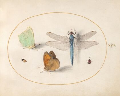 Plate 17; Brimstone and Meadow Brown Butterflies, a Blue Chaser, and Two Small Insects (1575-1590)