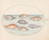 Plate 20; Sea Bream, Dentex, Sargo, and Other Fish (1575-1590)