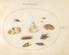 Plate 20; Three Butterflies, a Caterpillar, a Bee, Two Chrysalides, and Three Weevils (1575-1590)