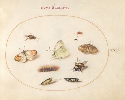 Plate 20; Three Butterflies, a Caterpillar, a Bee, Two Chrysalides, and Three Weevils (1575-1590)