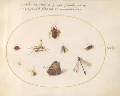 Plate 21; A Butterfly with a Dragonfly, a Ladybug, and Five other Insects (1575-1590)