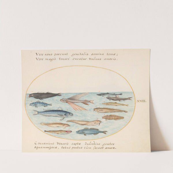 Plate 22; Mullet, Flying Fish, Eels, and Other Fish (1575-1590) by Joris Hoefnagel