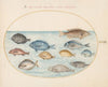 Plate 23; Bream and Other Fish (1575-1590)