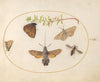 Plate 23; Hummingbird Hawk Moth, Butterflies, and Other Insects around a Snowberry Sprig (1575-1590)