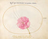 Plate 24; Pink Rose (1575-1590)