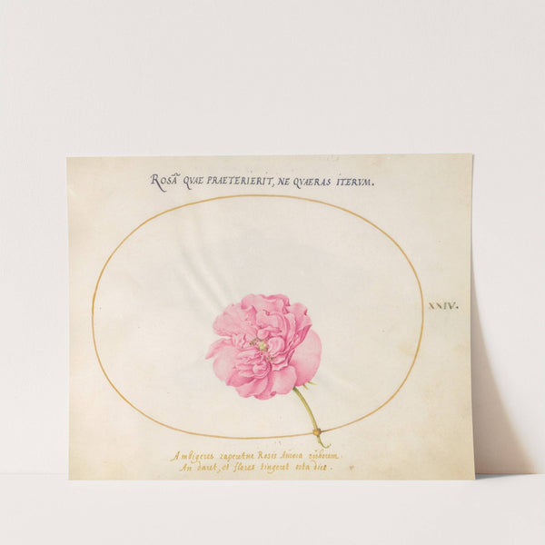 Plate 24; Pink Rose (1575-1590) by Joris Hoefnagel