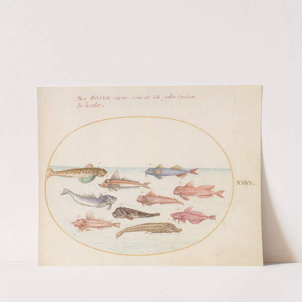Plate 26; Gurnards, Dragonets, and Other Fish (1575-1590) by Joris Hoefnagel