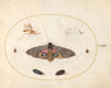 Plate 27; An Eyed Hawk-Moth, Two Chyrsalides, and Other Insects (1575-1590)