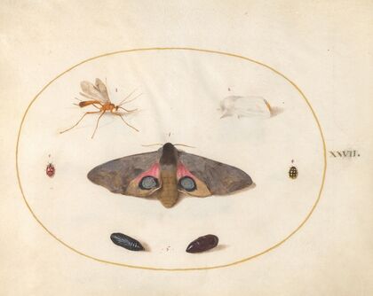 Plate 27; An Eyed Hawk-Moth, Two Chyrsalides, and Other Insects (1575-1590)