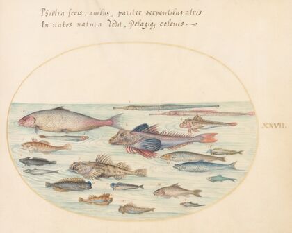 Plate 27; Blennies, Scorpion Fish, and Other Fish (1575-1590)