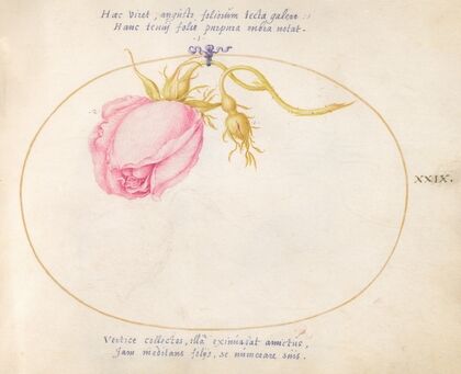 Plate 29; Pink Rose and Rosebud (1575-1590)