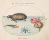 Plate 3; A Walrus, a Nine-Legged Octopus, and Ocean Sunfish (1575-1590)