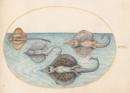 Plate 30; Four Rays (1575-1590)