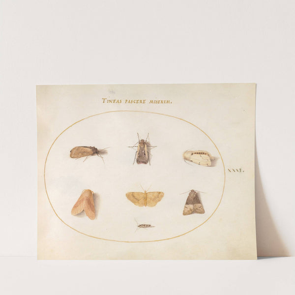 Plate 31; Seven Moths (1575-1590) by Joris Hoefnagel