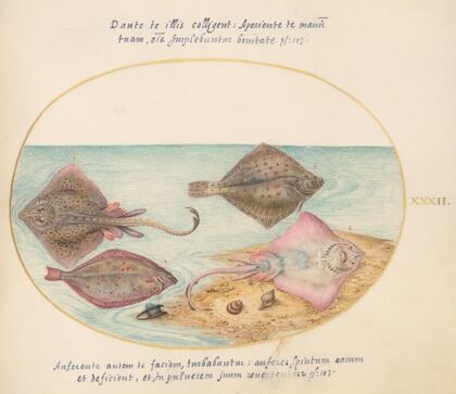 Plate 32; Skates with an Egg Case and Two Flat Fish (1575-1590)