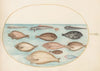 Plate 33; Sole and Other Flatfish with Bandfish (1575-1590)