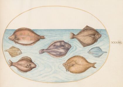 Plate 34; Seven Flatfish (1575-1590)