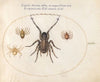 Plate 35; A Wolf Spider and Three Other Spiders (1575-1590)