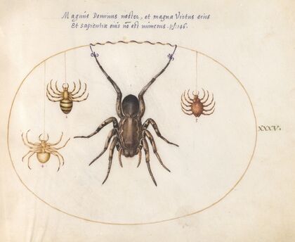 Plate 35; A Wolf Spider and Three Other Spiders (1575-1590)
