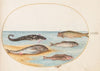Plate 36; Five Fish, Including Carp (1575-1590)