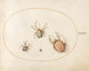 Plate 36; Three Large Spiders and One Small Spider (1575-1590)