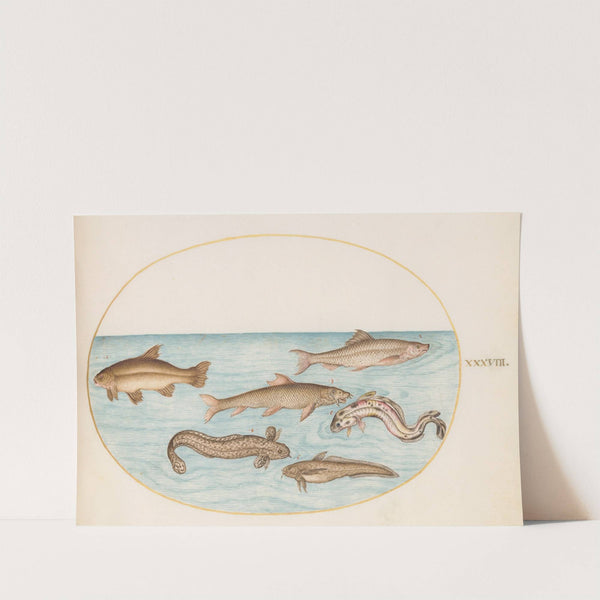 Plate 38; Burbot, Rockling, and Other Fish (1575-1590) by Joris Hoefnagel