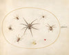 Plate 39; Eight Spiders (1575-1590)