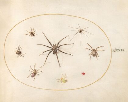 Plate 39; Eight Spiders (1575-1590)