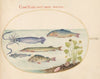 Plate 39; Squid, Gurnard, Pike, and Other Fish (1575-1590)