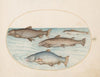 Plate 4; Four Salmon (1575-1590)
