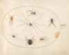 Plate 40; Eight Spiders, Including a Cross Spider, with an Egg Sac (1575-1590)