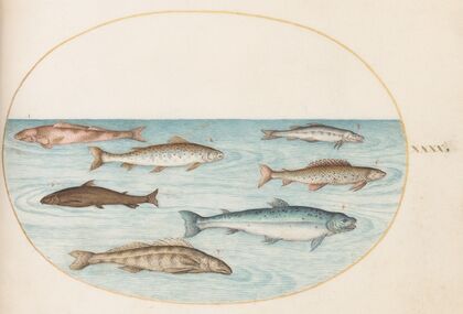 Plate 40; Salmon, Trout, and Freshwater Fish (1575-1590)