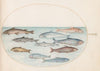 Plate 41; Whitefish and Other Fish (1575-1590)