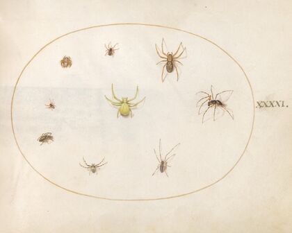 Plate 41; Yellow Spider Surrounded by Eight Spiders (1575-1590)