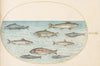 Plate 42; Nine Fish (1575-1590)