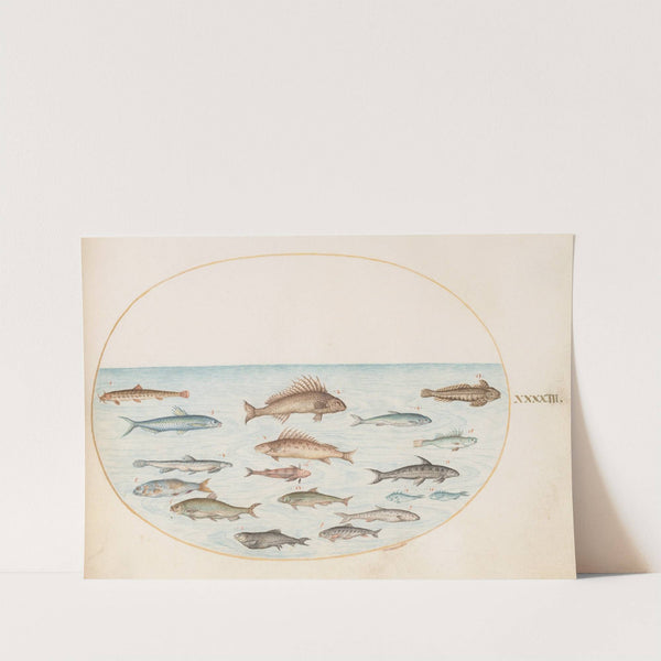 Plate 43; Fifteen Fish (1575-1590) by Joris Hoefnagel