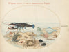Plate 44; Lobster, Two Crabs, Scallop Shells, and Other Sea Life (1575-1590)
