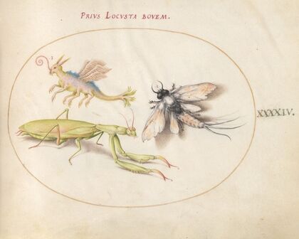 Plate 44; Mantis, Mayfly, and a Fictional Locust (1575-1590)