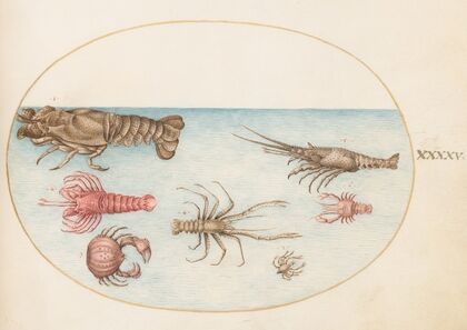 Plate 45; Lobster, Squilla Mantis, and Other Crustaceans (1575-1590)