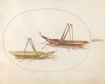Plate 45; Two Long-Headed Grasshoppers (1575-1590)