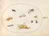 Plate 49; A Grasshopper, a Caterpillar, a Butterfly, a Moth, and Other Insects (1575-1590)