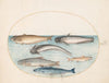 Plate 5; Three Catfish, a Salmon, and Two Other Fish (1575-1590)