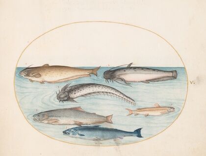 Plate 5; Three Catfish, a Salmon, and Two Other Fish (1575-1590)