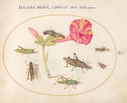 Plate 50; Grasshoppers, a Caterpillar, and a Scale Insect with a Four O’Clock Flower (1575-1590)